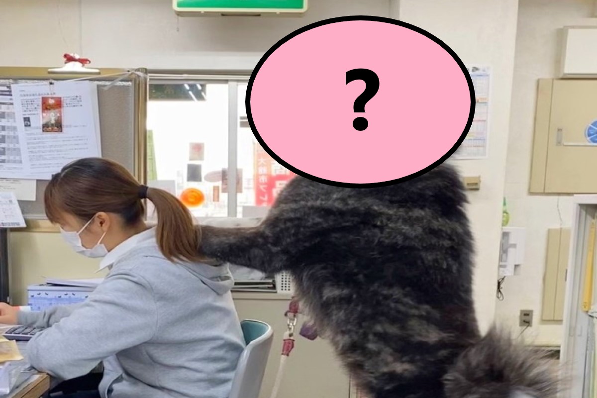 一名女子在工作時遇到一隻大毛掌搭肩（圖／twitter@akitainuho）