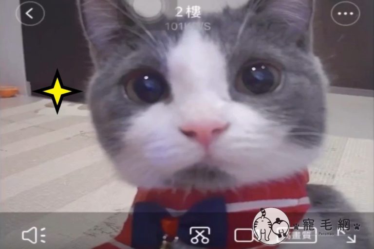 貓咪「朵朵」凝視監視器的模樣超級可愛（圖／網友李安久授權提供）