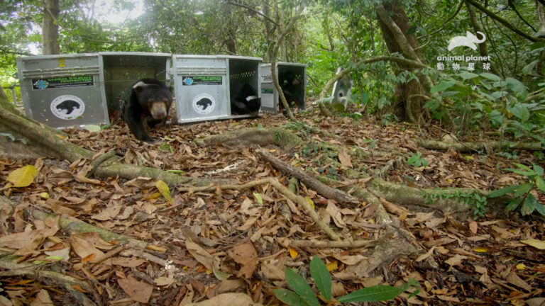 影后茱蒂丹契深入原始熱帶雨林　造訪紅毛猩猩的家園