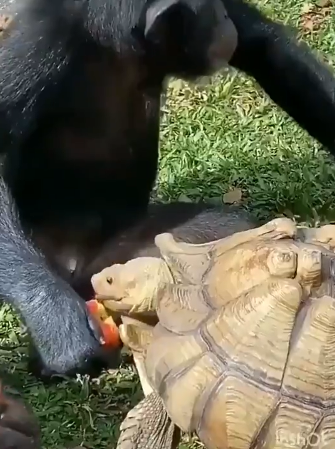 黑猩猩非常有氣勢，不停地張望，手卻不忘將蘋果舉向烏龜（圖／Twitter@PhysicsAndAstr1）