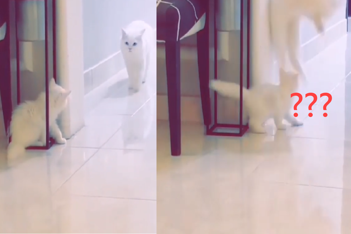 白喵「華麗二連翻」閃避，小貓看傻眼！（圖／Instagram＠3w_cats）