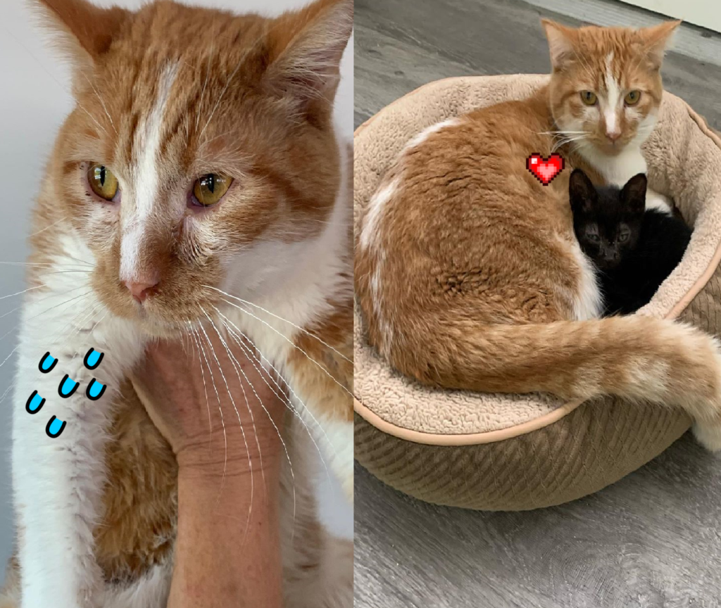 害羞橘貓原都躲衣櫥，認識小黑貓後全改變！（圖／Instagram＠alleycatrescue）