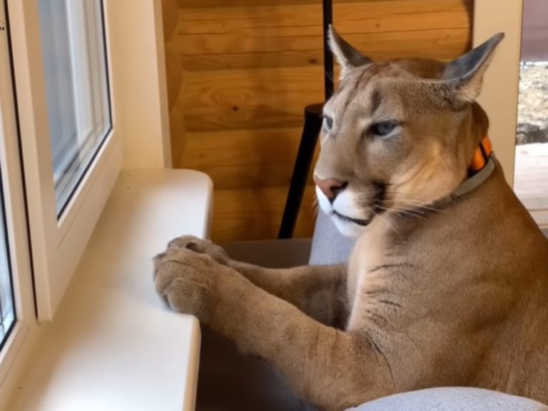 美洲獅「梅西」日前趴在窗前等著心愛的把拔回家（圖／翻攝自Youtube@I_am_puma）
