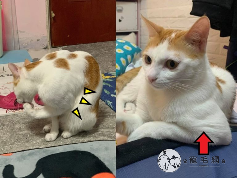 橘白貓「小五」擁有強壯的二頭肌，被網友封為「喵館長」（圖／網友簡浩子授權提供）