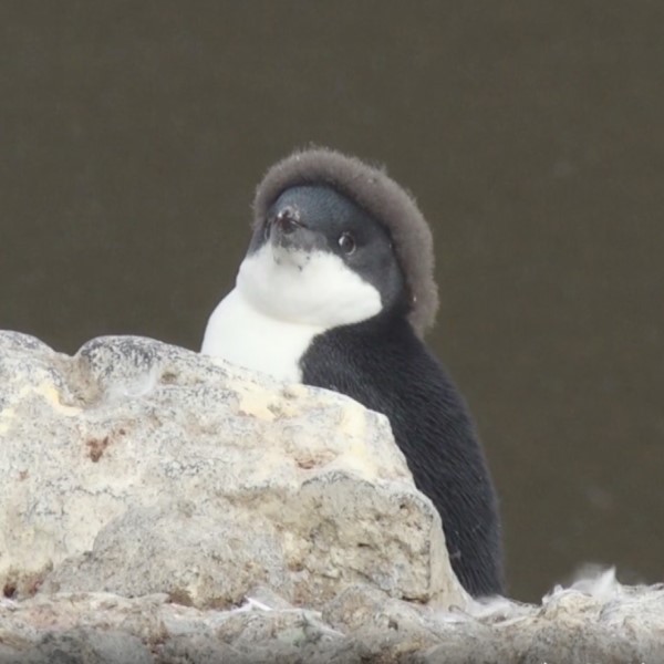 小企鵝頭戴「棕色毛帽」　擠肥嘟嘟下巴看鏡頭：偶時尚嗎？