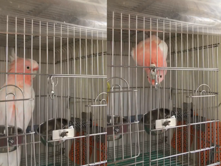 即使被關在籠子還上鎖，這隻鸚鵡竟輕鬆越獄（圖／Twitter@torino_torico）