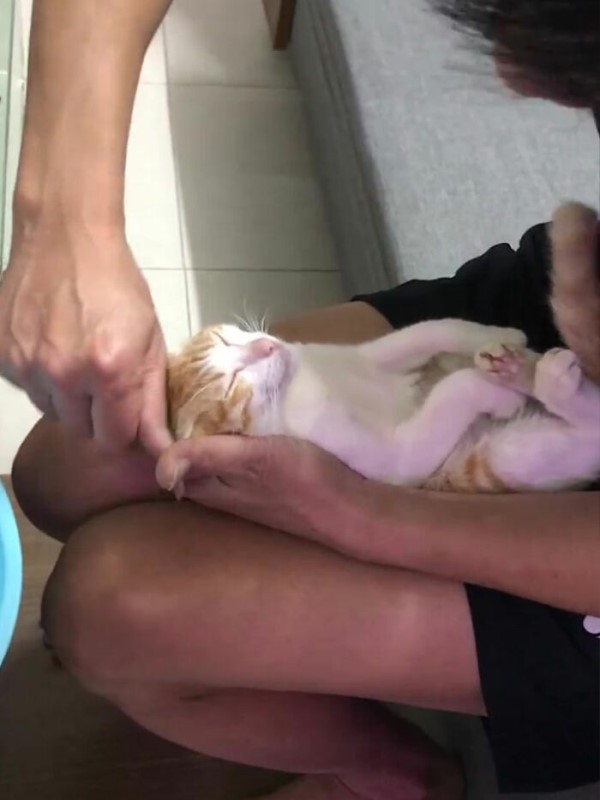 準阿公以貓咪示範幫嬰兒洗澡主子超配合網驚：是工讀生！