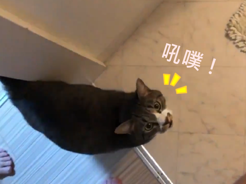 這真是貓發出的聲音！主人撫摸後，貓貓享受回：吼噗～（圖／Twitter@nekomarusuisan7）