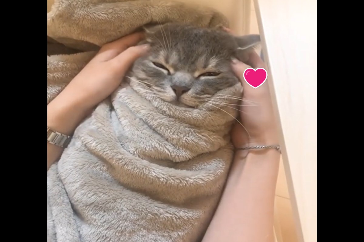 日本一隻貓咪接受奴才的按摩服務（圖／翻攝自IG@ginjiroooooooo）
