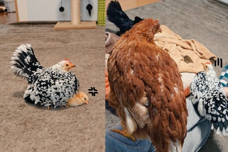 小雞100天之內「風暴式成長」讓母雞嚇傻眼（圖／twitter@niwatori3wa）
