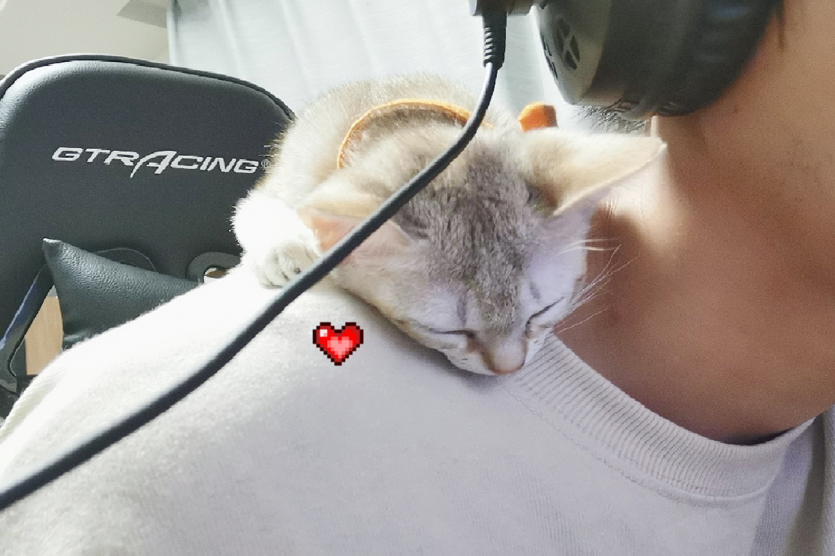 肩膀重重的，回頭一隻幼白貓「高掛上頭」睡大覺（圖／Twitter＠iamcat_lulu）