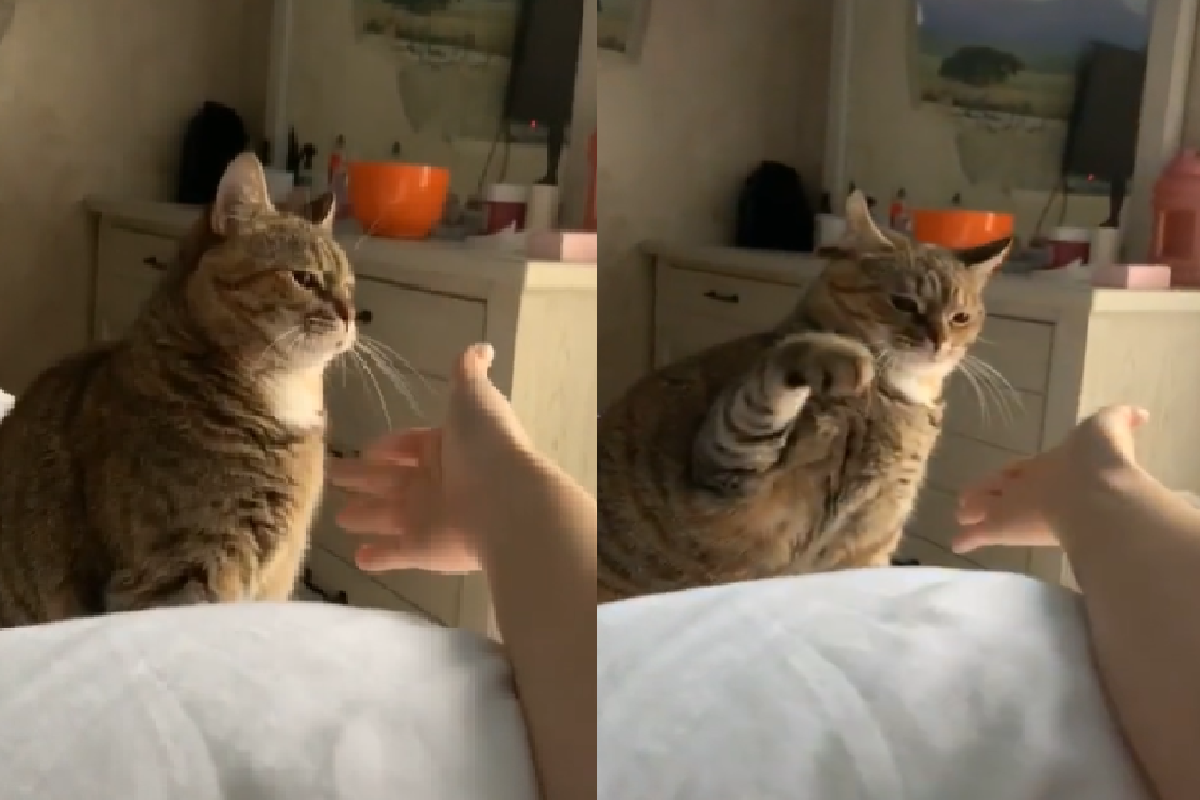 主人伸手討擊掌，貓貓「超不情願」奮力一擊：給你阿！（圖／Tiktok＠vnctrth）