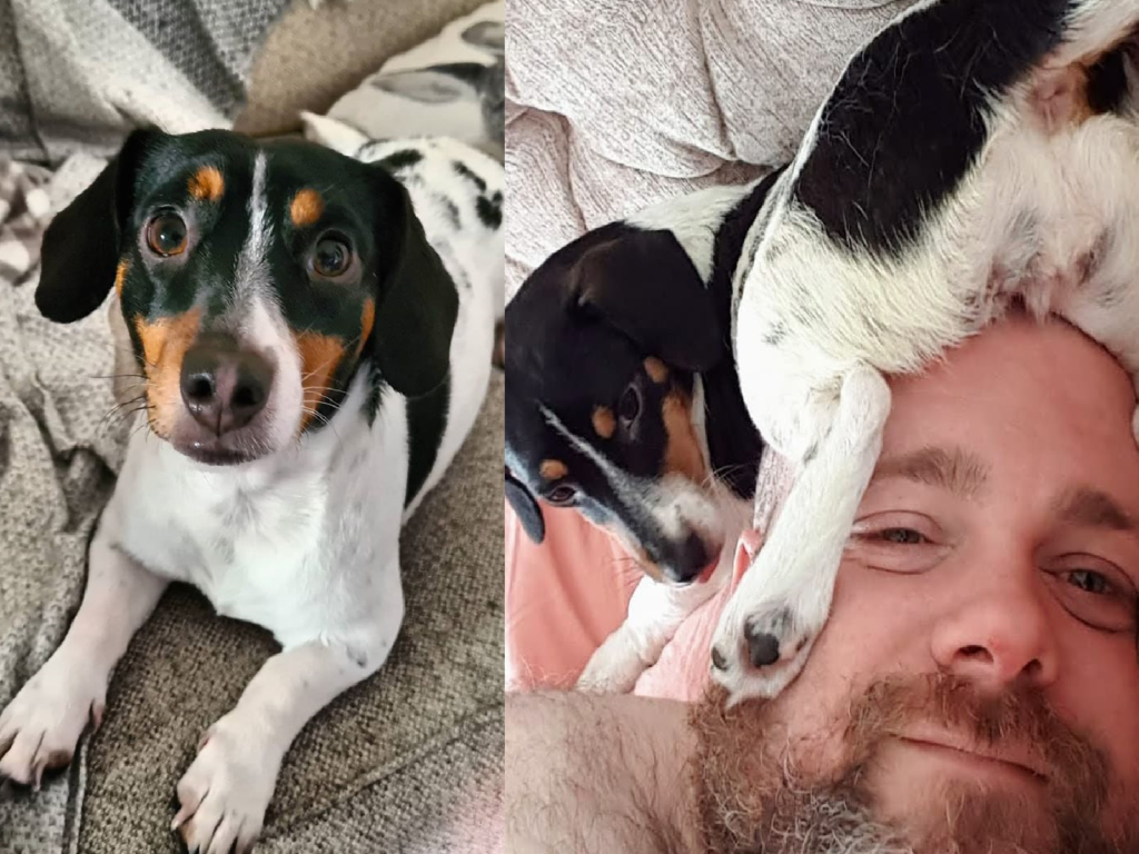 爸爸頭光光好涼快，暖心萌犬一屁股坐下暖他！（圖／Instagram＠minnie_and_mabel_）