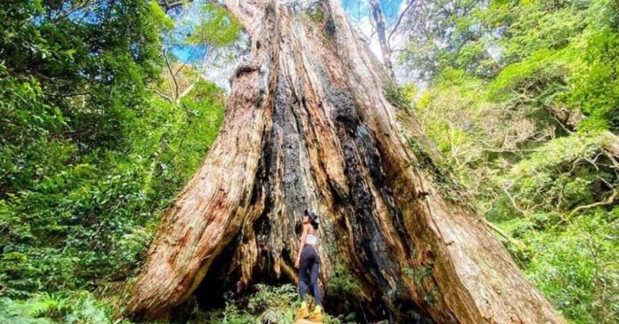 ▲北得拉曼巨木步道| Beidelaman Giant Tree Trail(Photo courtesy of @bpintaiwan/Instagram)