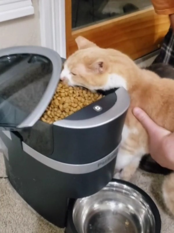 奴才剛填滿自動餵食器　吃貨橘貓激動大嗑：好餓啊！