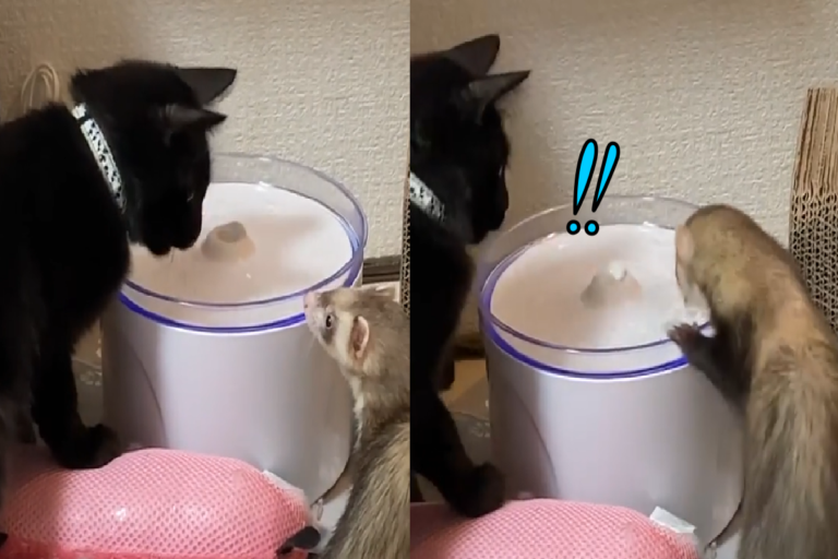 雪貂湊熱鬧「奏伙喝水」　黑貓看一眼突翻臉：這偶的捏！
