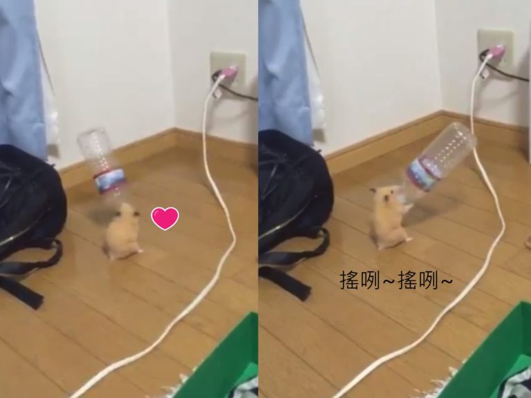 日本一隻黃金倉鼠咬著寶特瓶左右搖擺，非常有律動感（圖／翻攝自twitter＠yappi09071）