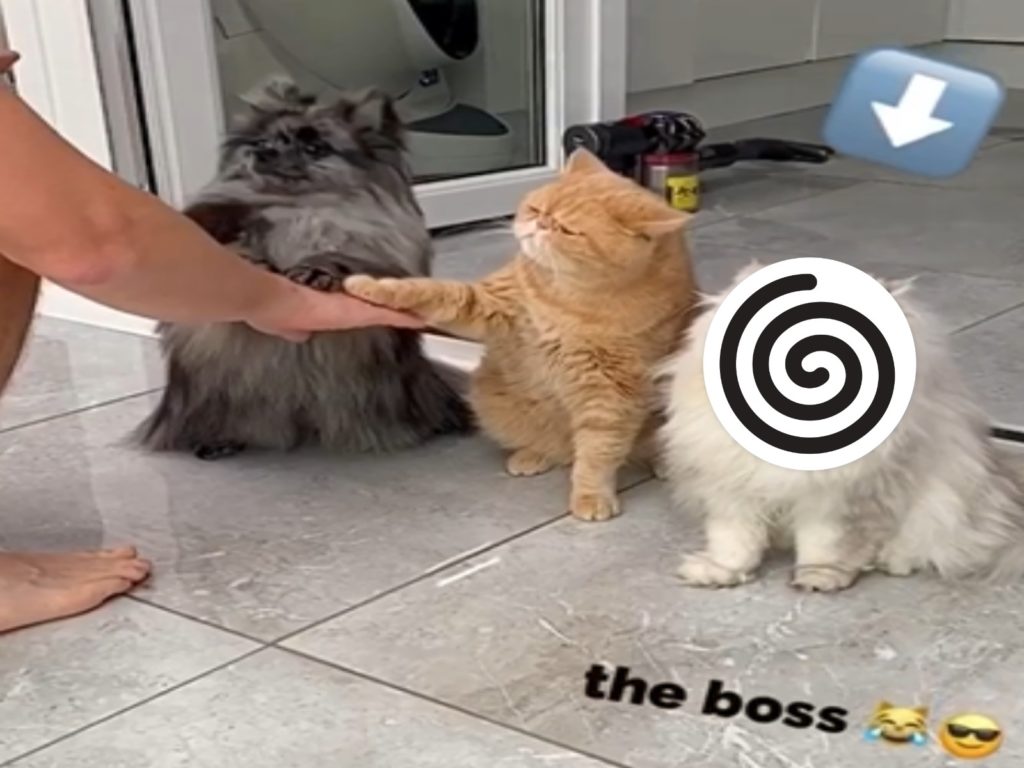 狗狗與橘貓為了吃零食，乖乖聽從主人的指令，一旁的波斯貓卻不太買單（圖／翻攝自FB@Persian Kitties Eric And Ollie）