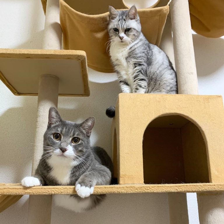 家裡有貓夥伴（圖／Instagram＠chunstagram41）