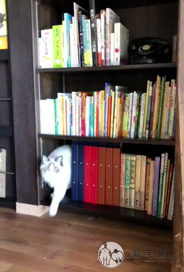 不斷有貓咪從書櫃走出來　網友驚呼：這是異次元貓洞？