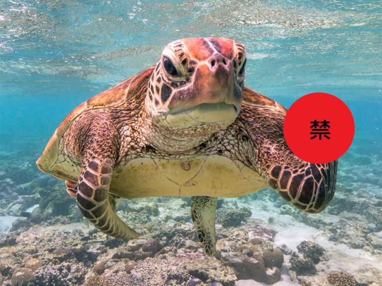 2020《搞笑野生動物攝影獎》　冠軍居然是海龜「做這事」？
