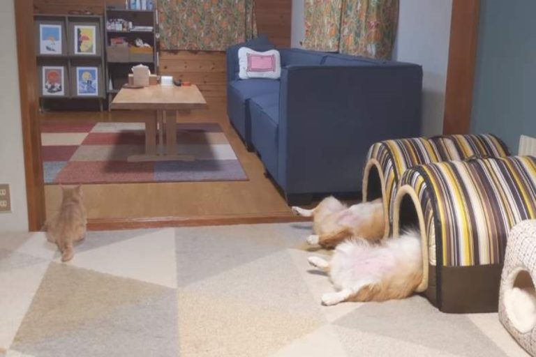 日本一名飼主日前發現兩隻愛犬竟然同步仰躺在睡窩裡（圖／翻攝自twitter@much21067312）
