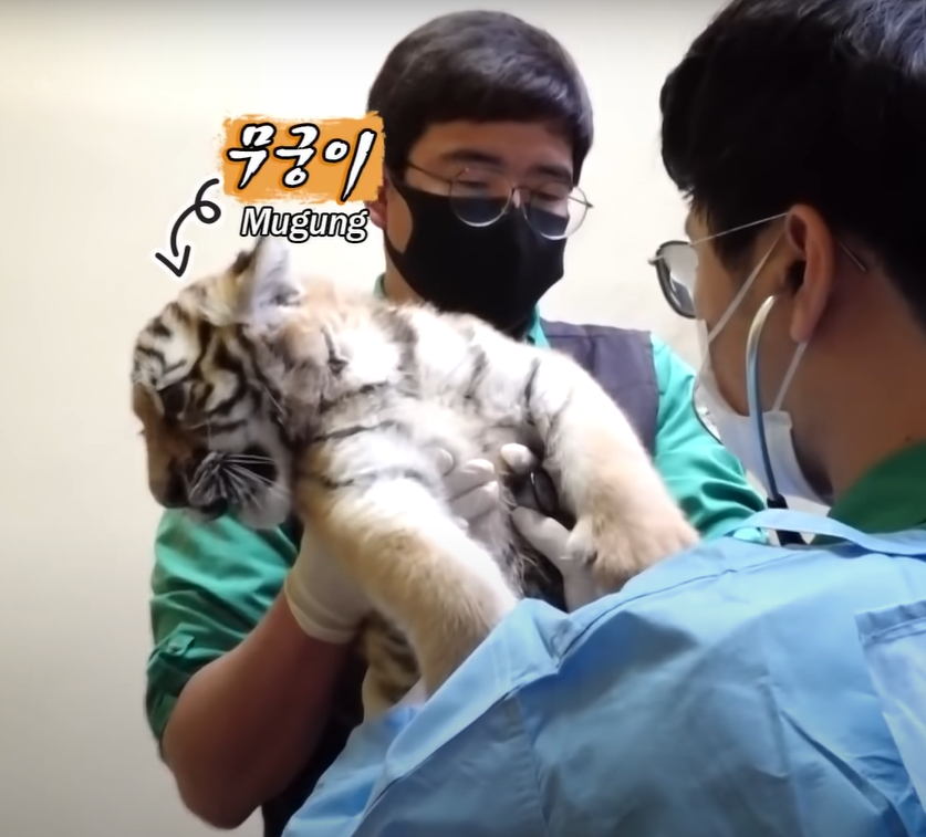 因為要打針而感到害怕的小老虎（圖／Youtube＠SBS TV동물농장x）