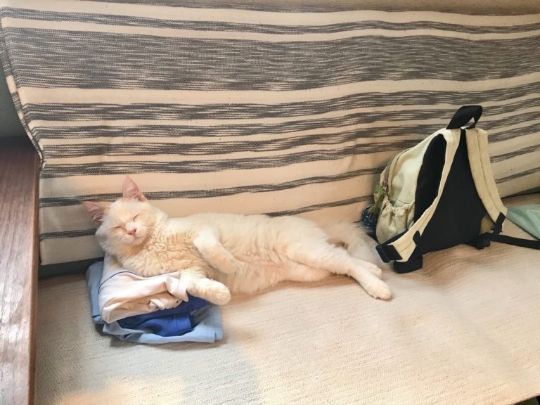 白貓在書包裡「躺好躺滿」呼呼大睡　頻妨礙小主人上學