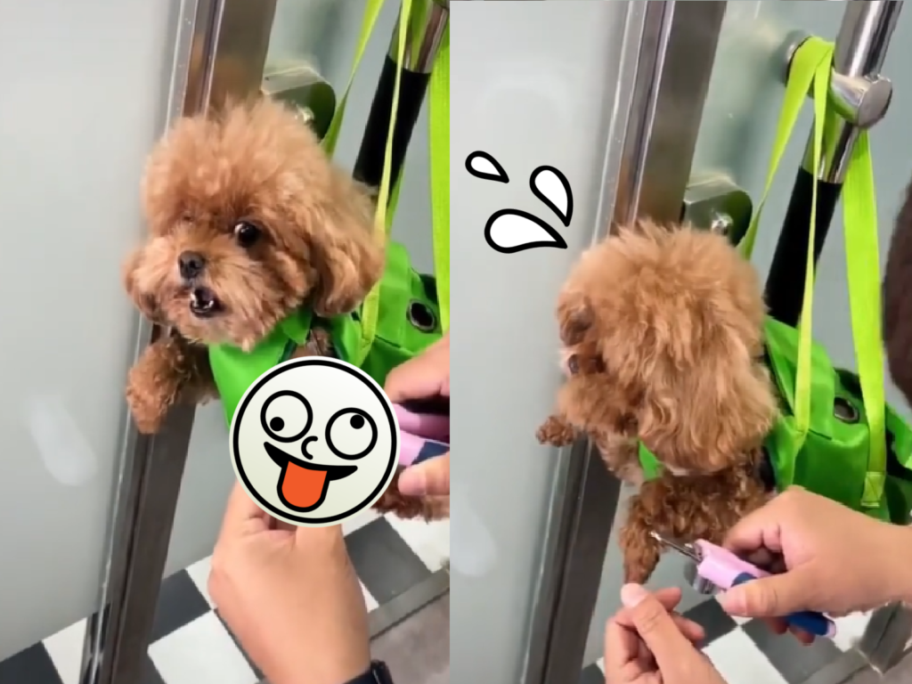 紅貴賓盯著「驚悚」指甲剪狂嚎！（圖／Instagram＠sweetmoonncake）