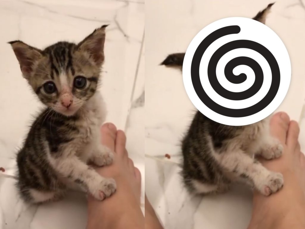 小貓「Lucky」日前搭著馬麻的腳狂打瞌睡，模樣非常可愛！（圖／網友Joanne Qiao授權提供）