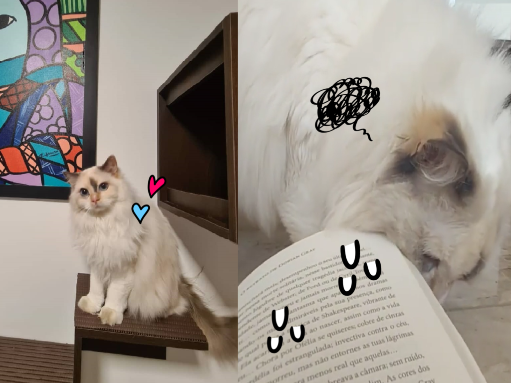 白貓發出萌萌「干擾」，不想讓主人專心讀書~（圖／Instagram@nicolauandvalentinacats）