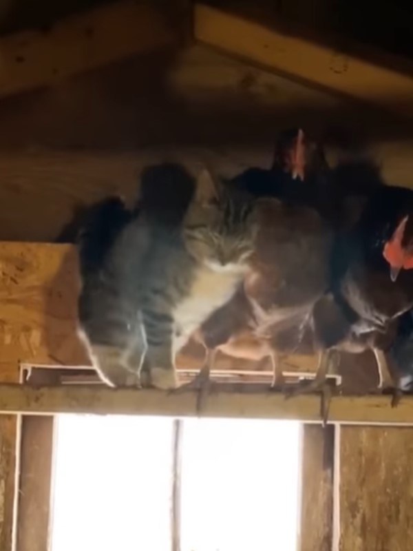 貓闖雞舍站樑柱對牠「撒嬌饋燒」　網笑：湊什麼熱鬧啦！