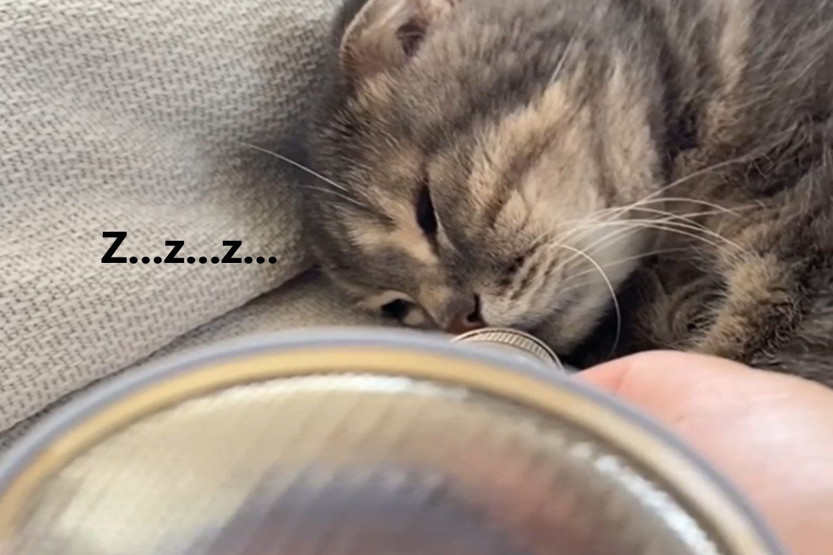 ▲貓咪睡覺狂打呼，主人竟拿麥克風「放大」網笑：奴才壞壞！（圖／IG＠rojiman）