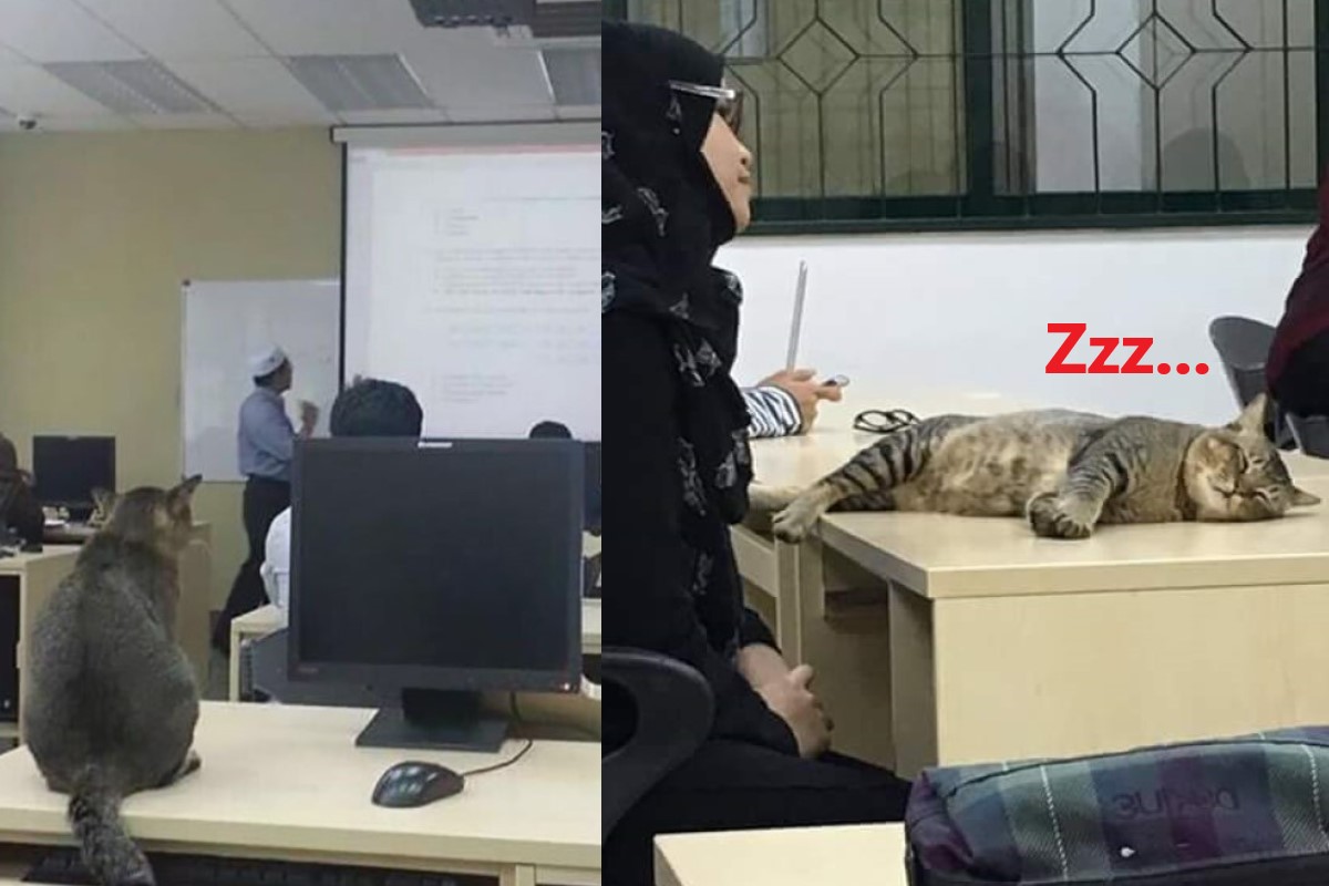 虎斑貓學生上課時間躺書桌狂睡　網笑：下課再叫你？
