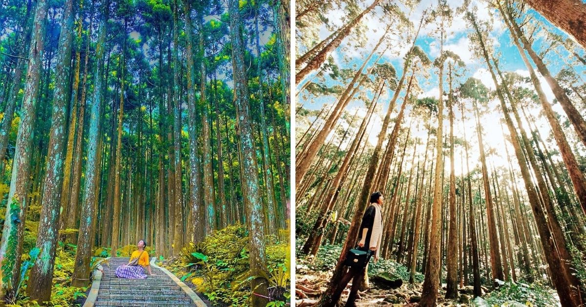 ▲綠光森林 (Photos courtesy of @tia__0918 (left) and @wenhsuan0506 (right)/Instagram)