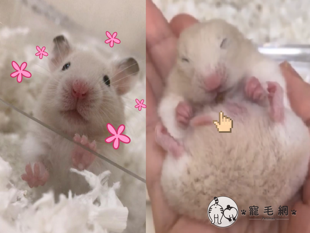 鼠鼠爽躺手掌　身體一折便便直送嘴中！（圖／Instagram＠ryuks__）