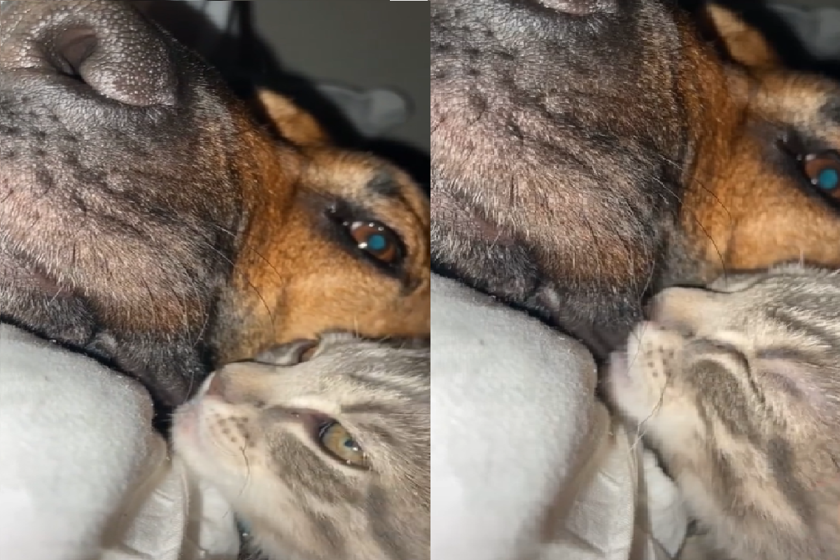 幼貓狂吸大狗肥美嘴邊肉，簡直把牠當「ㄋㄟㄋㄟ」在吸！（圖／Tiktok@says1kebro）