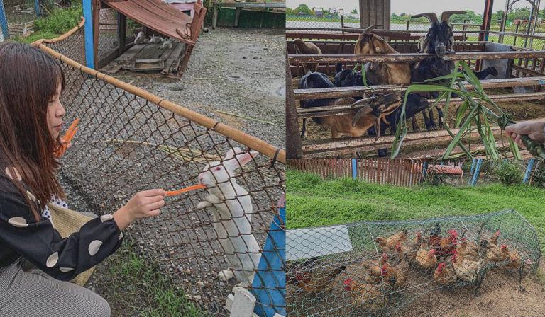 宜蘭員山｜免入園費！餵食5種動物+體驗DIY樂趣　品嚐濃郁順口羊奶拿鐵
