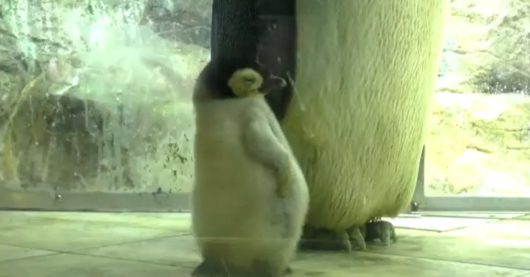 企鵝寶寶飽餐一頓後濃濃睡意襲來　站著「瘋狂度估」