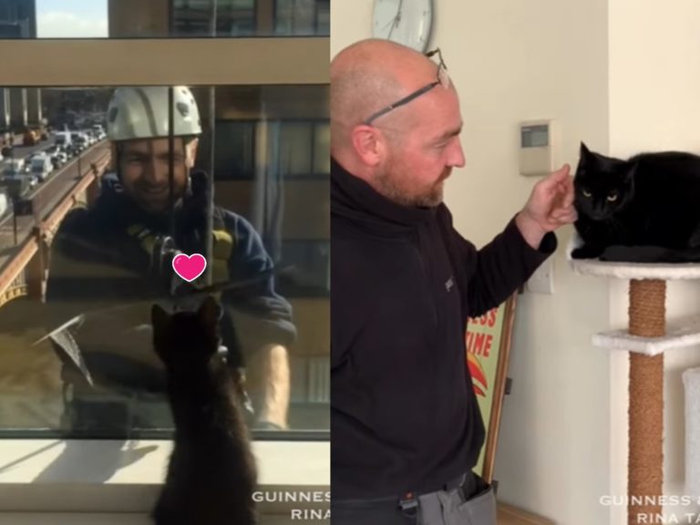 黑貓與洗窗大叔另類好朋友　終於面對面相見歡啦！
