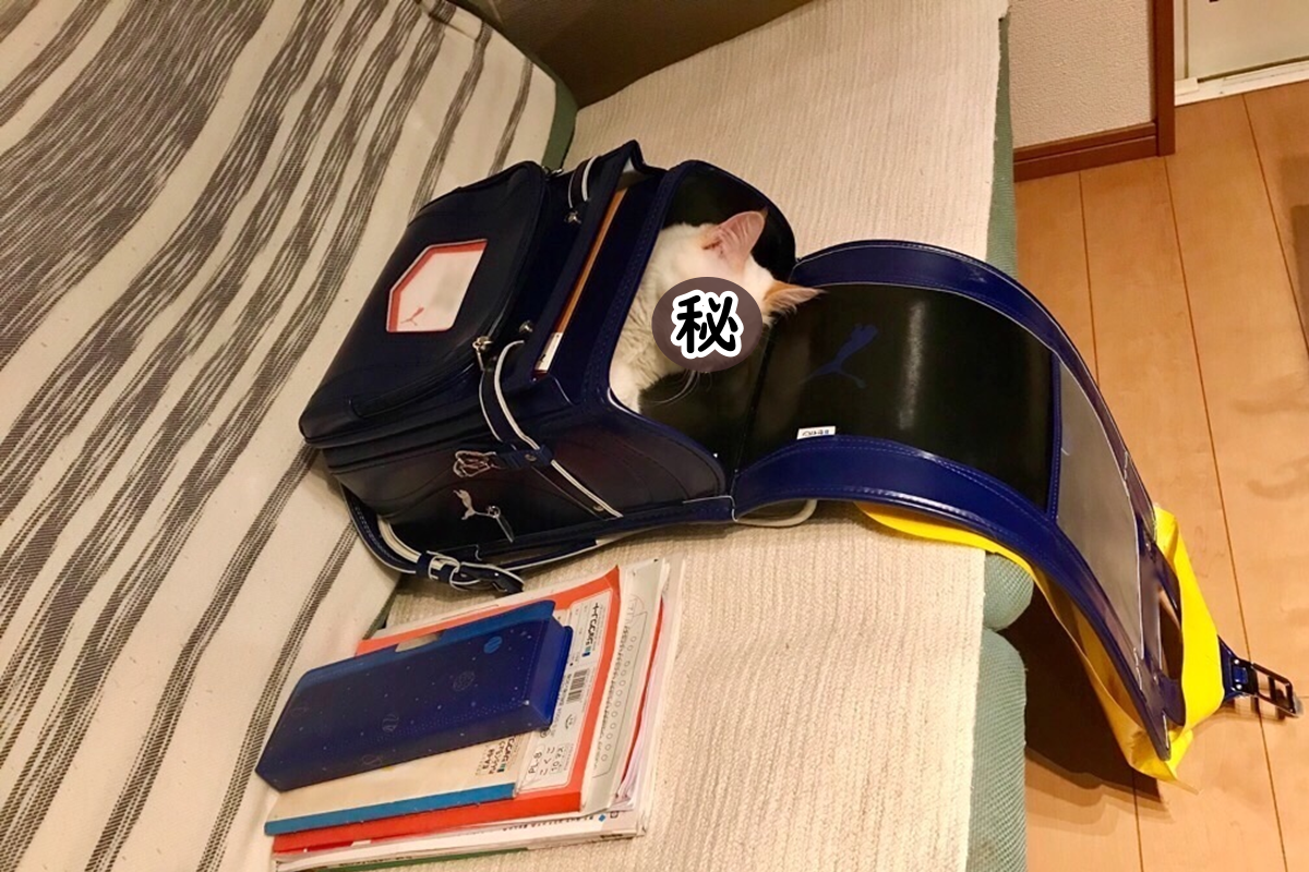 小主人正準備上學，竟看到書包裡躺著一隻貓呼呼大睡（圖／Twitter@omochi_nam01）