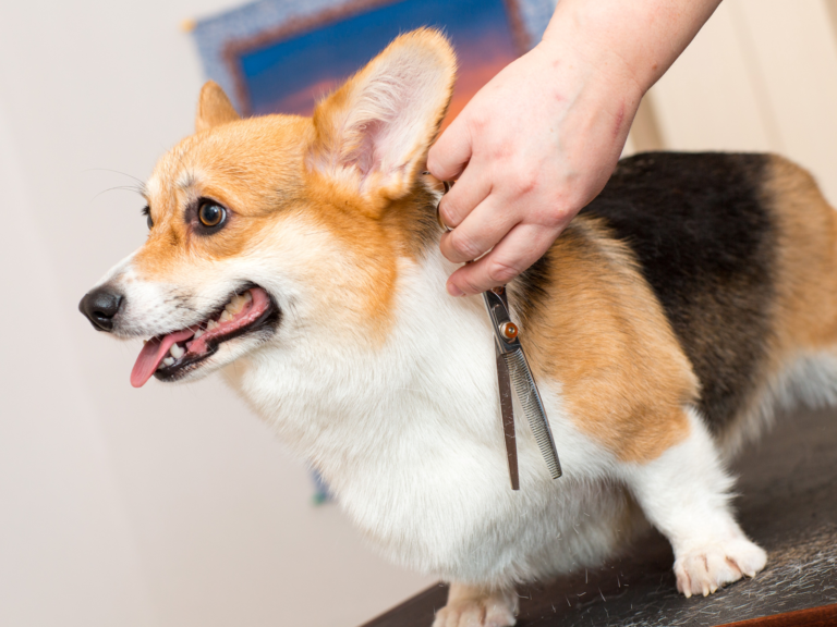 其實寵物毛髮的修剪，也是跟寵物復健中的「預防」有關聯。（圖／Shutterstock）