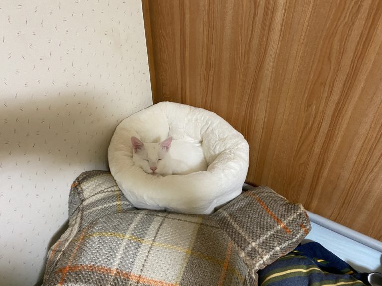 白貓「睡稿稿」竟與窩完美融為一體　網大笑：貓在哪？