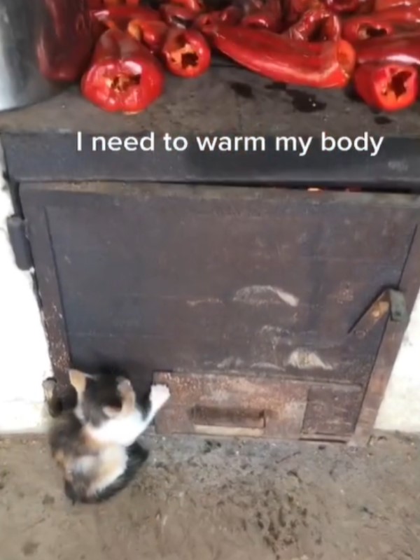 男子爐上烘辣椒　三花小貓手踏爐門守候：偶在保暖啦！