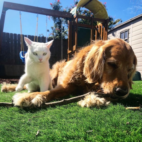 小白貓被金金照顧「超像狗」　長大後自以為是汪星人！
