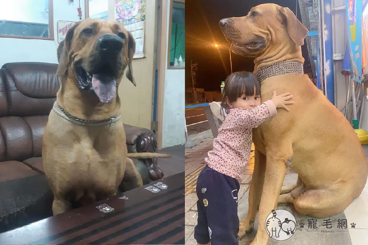 ▲萌妹摟抱巨大高山犬，「汪汪歐爸」帥氣挺直：我罩的！（圖／網友江珮瑜授權提供）