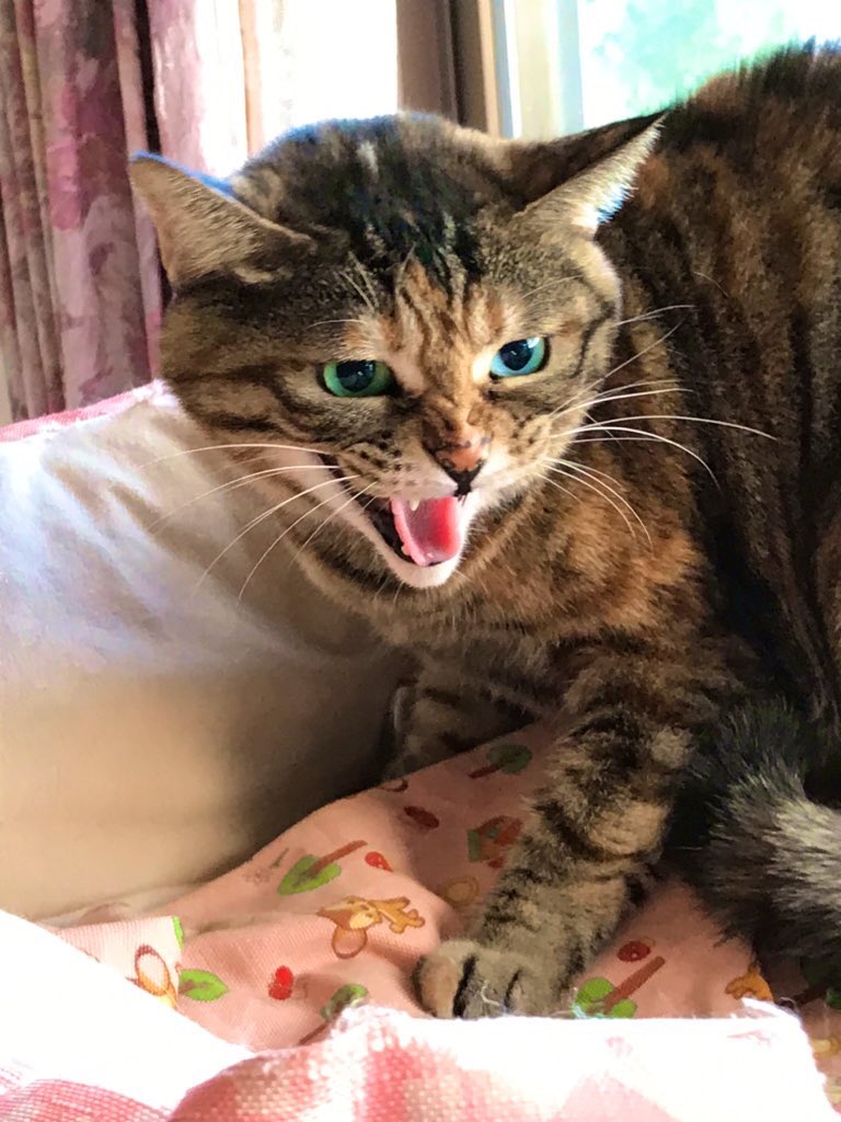 一開吸塵器萌貓秒變臉　「露齒嘶叫」：給偶拿開！