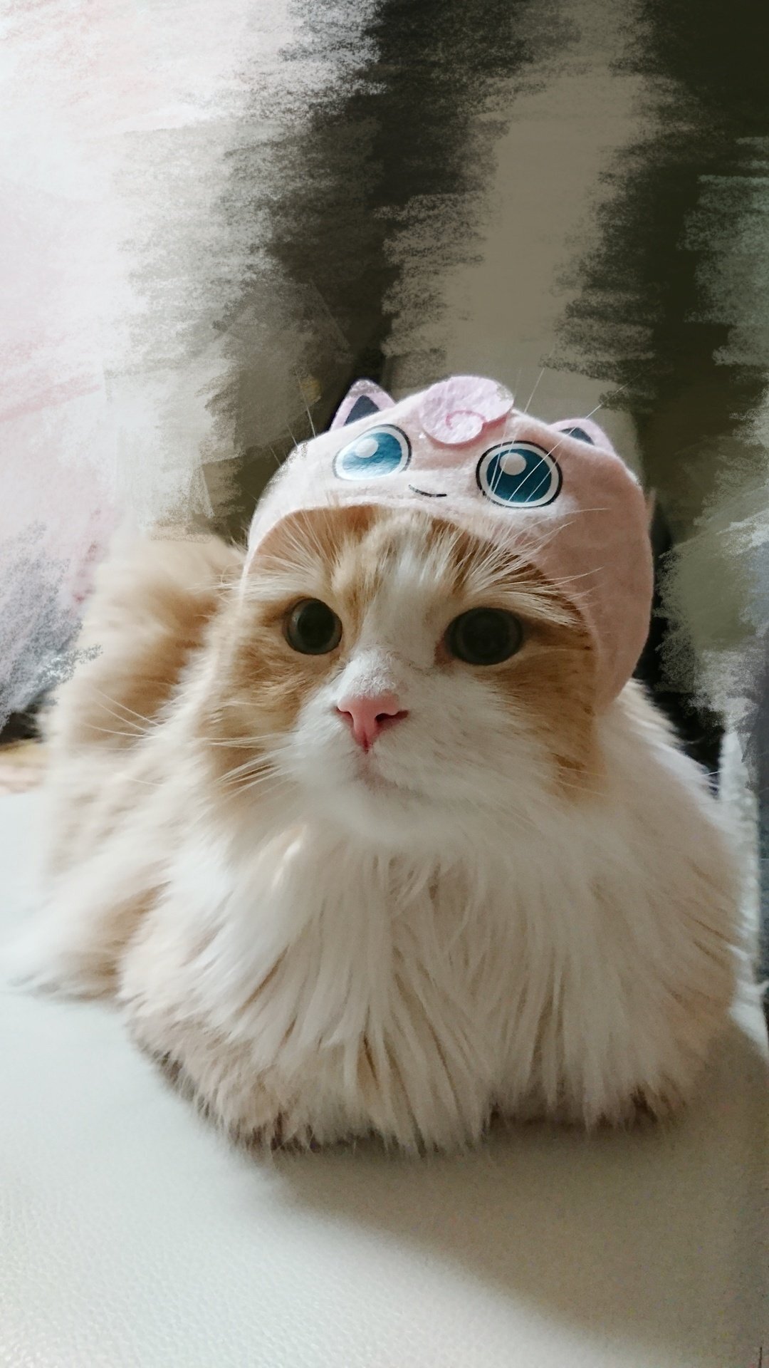 是可愛的橘白貓～（圖／Twitter＠ancoko_co）