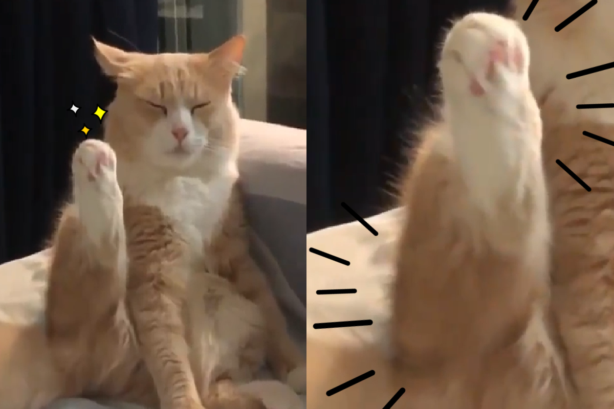 貓貓「超脫世俗的一隻腳」高舉空中，彷彿受到誰的感召！（圖／Instagram＠mikitheket）