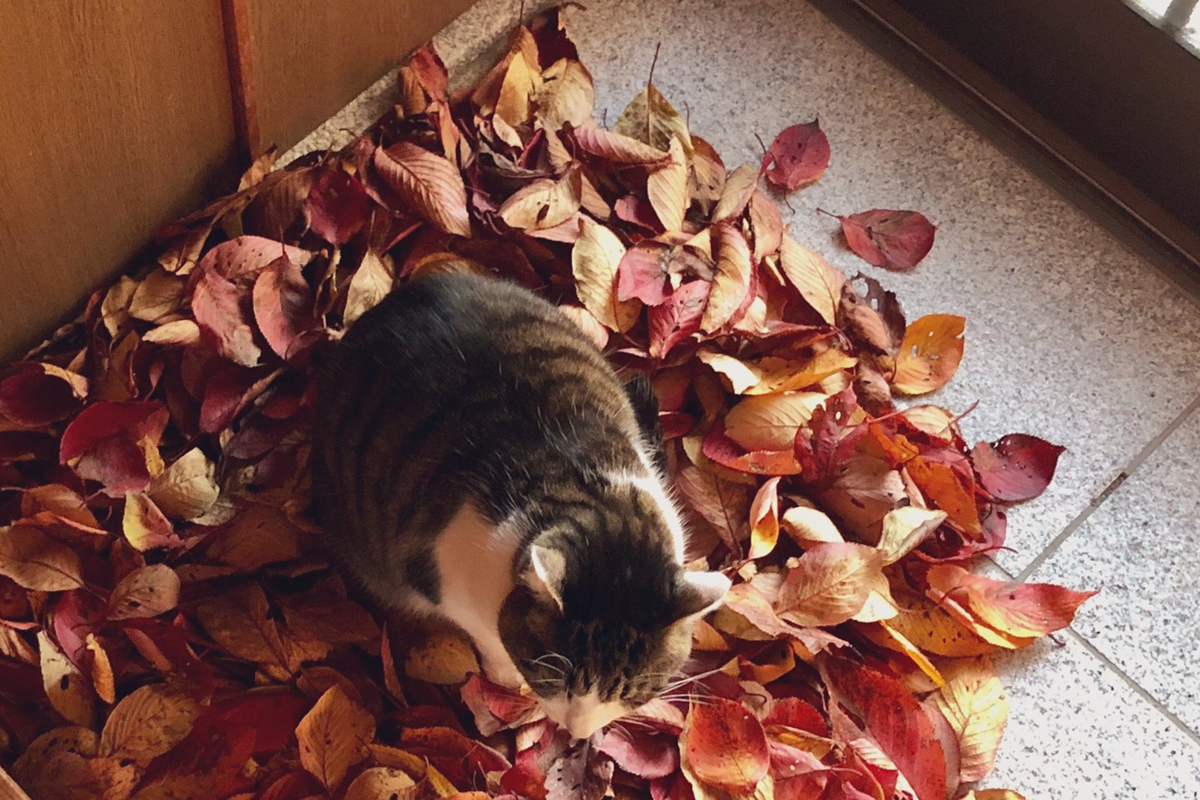 日本一名推主看見一團毛茸茸生物坐在落葉堆！（圖／Twitter@norn292_9）